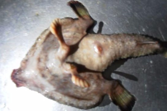 В Карибском море найдено необычное чудовище