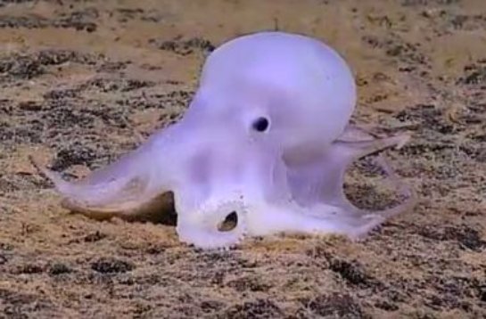 Найден новый вид глубоководного осьминога, которого ученые прозвали призраком