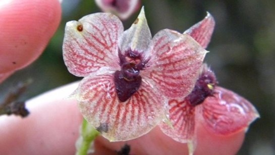 Найден новый вид орхидеи с лицом дьявола