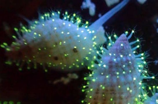 Ученые обнаружили уникальных светящихся животных