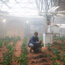 Американцы намерены вырастить картофель в условиях, приближенных к марсианским
