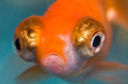 Ученые доказали, что рыбы намного умнее, чем казалось ранее