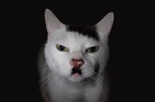 Ученые узнали, почему некоторые коты похожи на немецкого диктатора